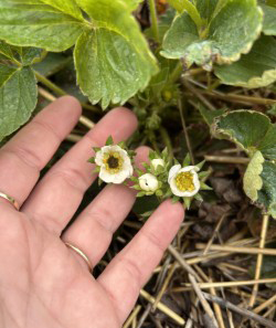 Strawberry plant with one dead flower and healthy flowers on the same plant.